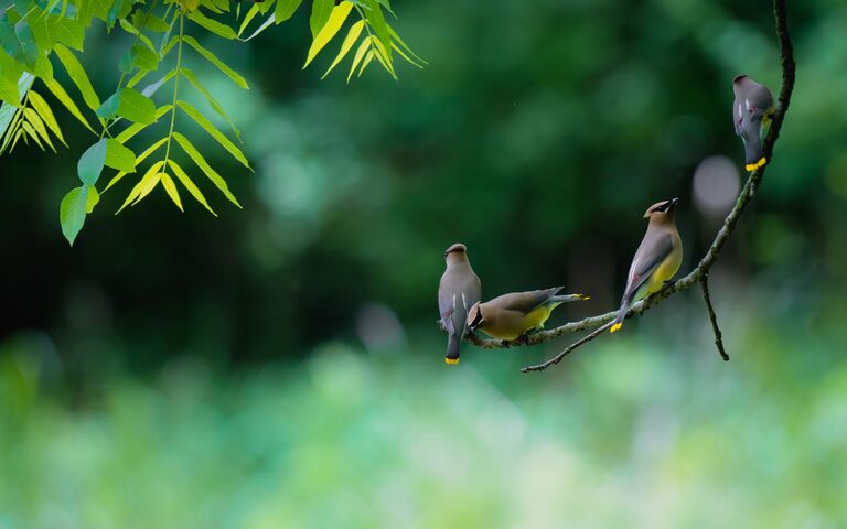 Beginner Tips for Backyard Birdwatching: Start Spotting Birds Today
